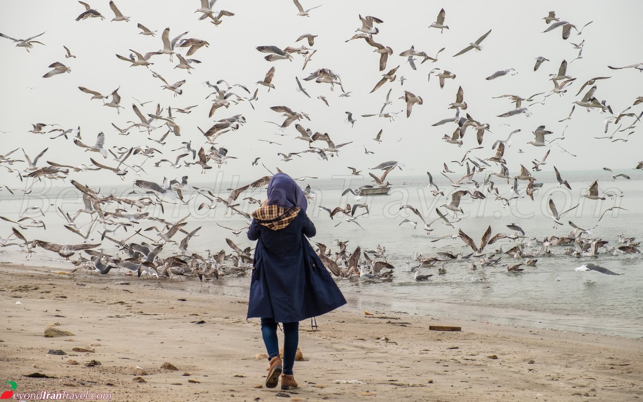 Bushehr Beach